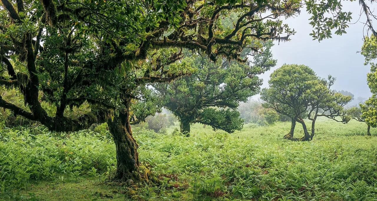Fanal Forest